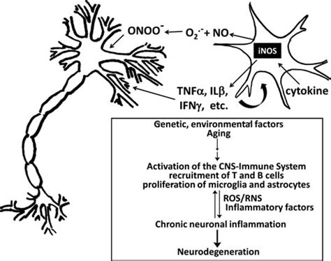 Activated Microglia Promote Inflammatory Assault On Neurons A