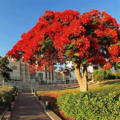 Delonix Regia Arbre De Feu Flamboyant Royal Poinciana Graines