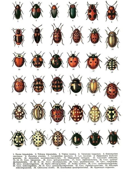 Beetle Bug Identification