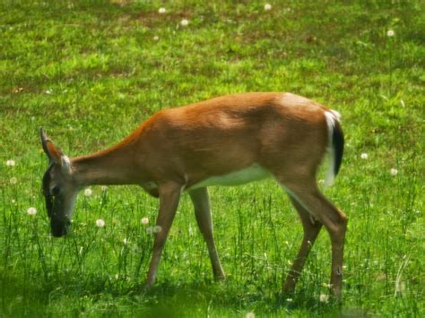 Budding and Blooming: Installing a Deer Fence