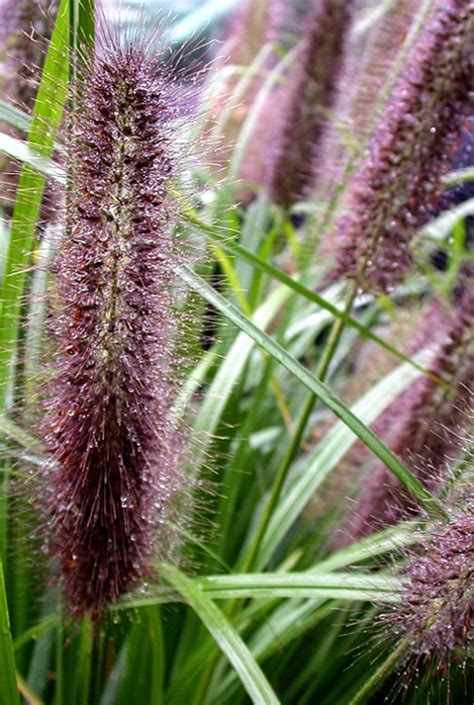 Rozplenica japońska 'Black Beauty' (łac. Pennisetum alopecuroides ...