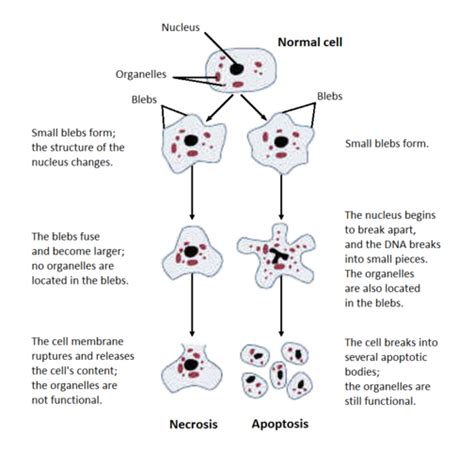 Cell Biology 11 Apoptosis And Necrosis