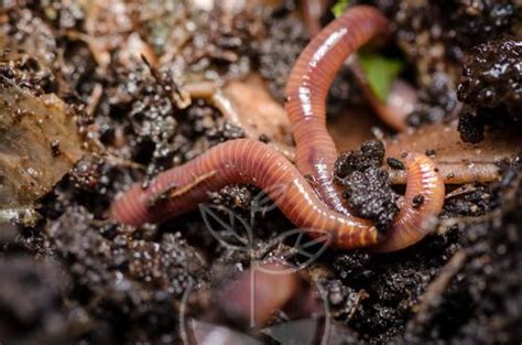 Lombriz Roja Californiana Venta De Plantas Y Semillas Tienda Online