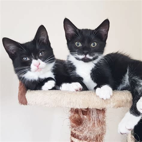 Tasha 4 Month Old Female Black And White Domestic Short Haired Cat