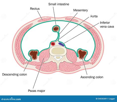 Cross Section Through Abdominal Cavity Stock Vector Illustration Of