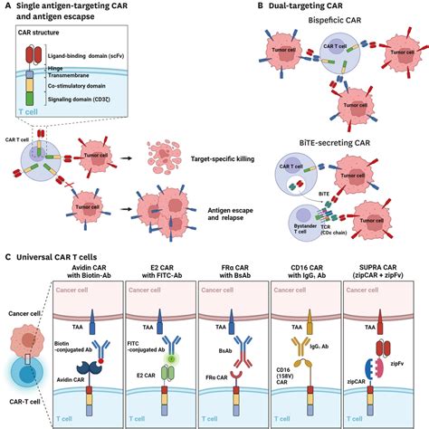 Car T Cell Immunotherapy Beyond Haematological Malignancy