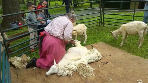 Bonus Traditional Sheep Shearing Demonstration Youtube