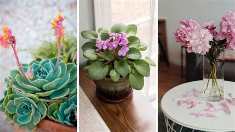 Feng Shui 5 Plantas Protectoras Para Cuidar Tu Suerte Y Energía Ser Zen