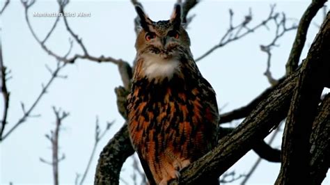 Video The legend of Flaco the owl - ABC News