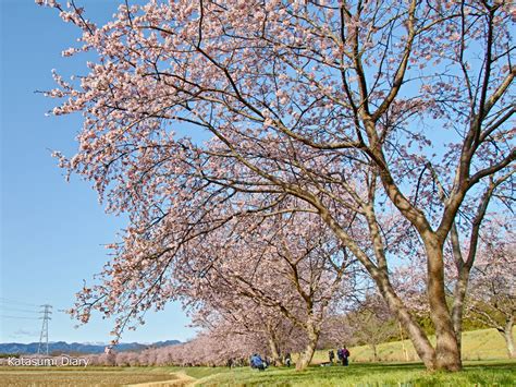 北浅羽桜堤公園の安行寒桜「坂戸にっさい桜まつり」 2024年見頃時期と開花状況、アクセスと駐車場 埼玉県坂戸市 カタスミ日記