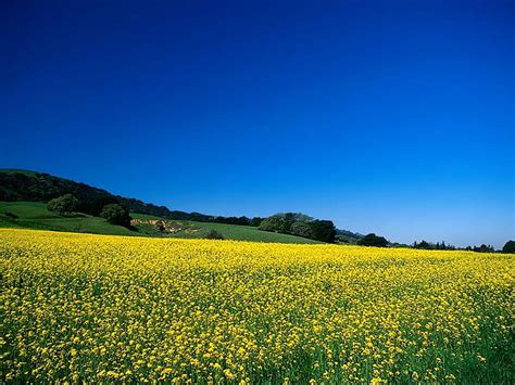 Field Flower Yellow Nature HD Wallpaper Peakpx