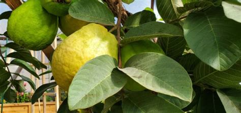 Guide to Growing Guava Trees in a Greenhouse Year-Round