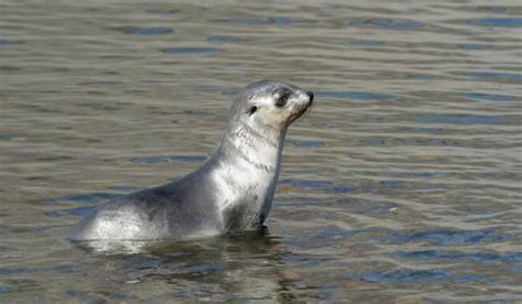 430 Seal Animal Sea Dog Nature Stock Photos Pictures And Royalty Free