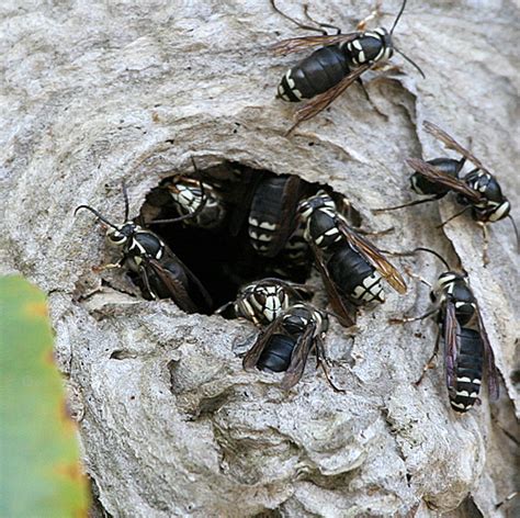 Collection 103 Pictures Bald Faced Hornet Sting Pictures Excellent