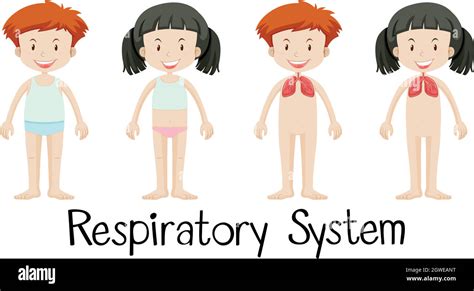 Respiratory System For Kids Hi Res Stock Photography And Images Alamy