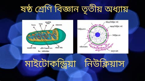 Mitochondria And Nucleus Structure And Function Bangla Class