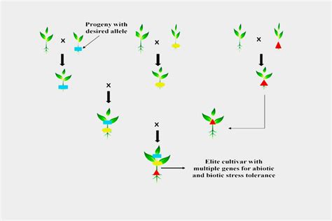 Marker Assisted Backcrossing For Gene Pyramiding Aci Limited