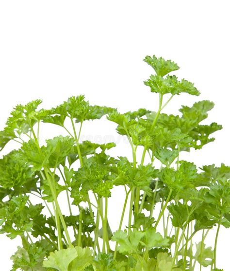 Fresh Parsley Stock Photo Image Of Refreshment Fresh 23821174