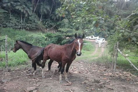 Acusado por maus tratos é detido um cavalo teve que ser sacrificado