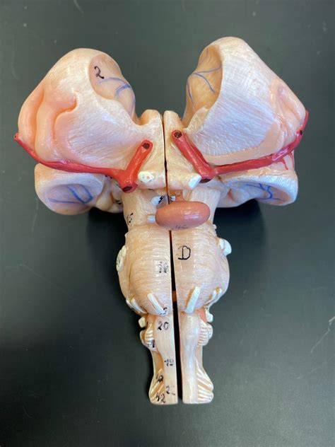 Cranial Nerves Labeled Diagram Quizlet