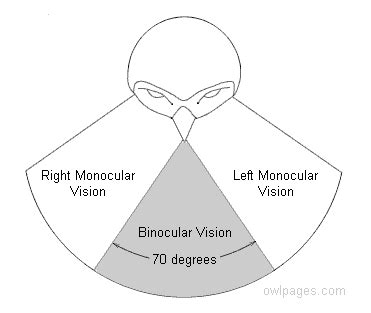 Owl Eyes & Vision - The Owl Pages