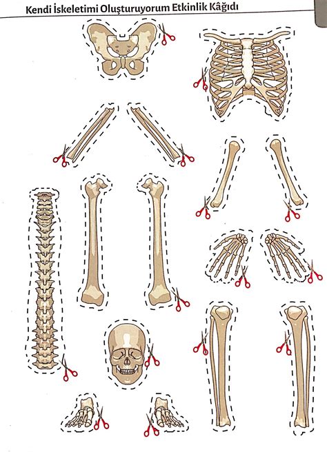 Puzzle des os de squelette a reconstituer 1 mètre à imprimer Artofit