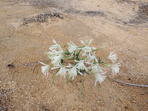 Desert Flowers Lily - Free photo on Pixabay - Pixabay