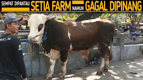 Mas Hermawan Setia Farm Sempat Pantau Sapi Ini Namun Gagal Di Pinang Ke