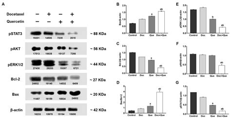 Western Blot Analysis Of Bax Bcl2 Erk1 2 Akt And Stat3 Proteins In