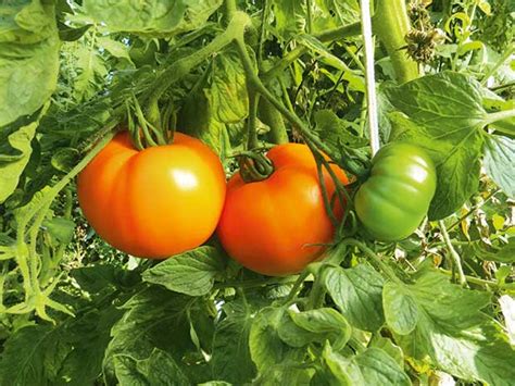 30 Of The Best Tomato Varieties To Grow This Summer