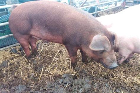 4 Pedigree Duroc In-Pig Breeding Boars, Gilts, Sows | SellMyLivestock ...