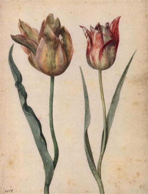 Georg Flegel Two Tulips C 1630 Watercolour Flower Art Painting