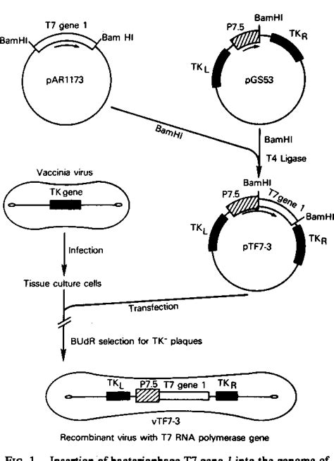 Figure 1 From Eukaryotic Transient Expression System Based On Recombinant Vaccinia Virus That