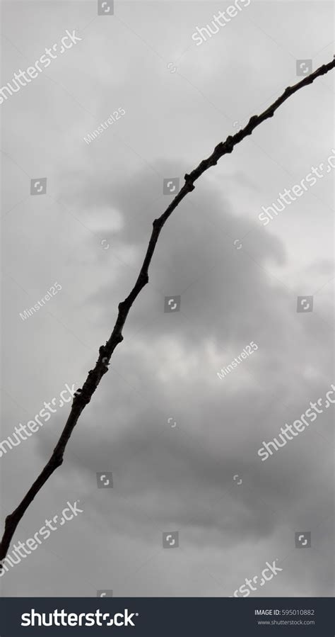 Naked Branches Tree Grey Sky Clouds Stock Photo Shutterstock