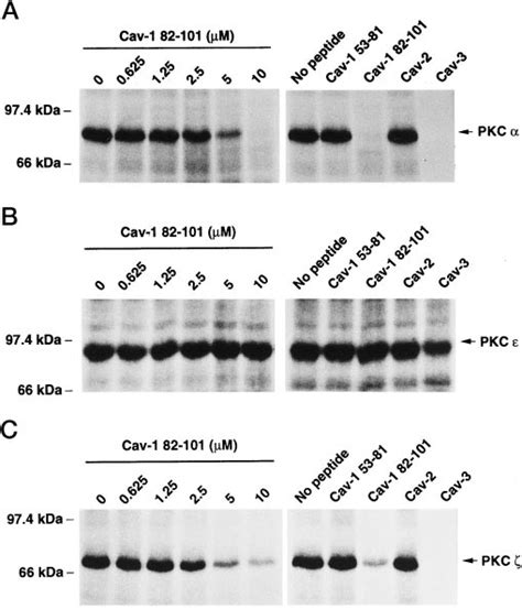 Effect Of Caveolin Peptides On PKC Autophosphorylation Purified