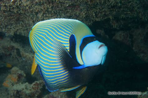 Poisson Ange Empereur Pomacanthus Imperator Bioobs