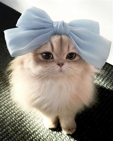 Pin by Andreja Kandus on lena in 2025 | Cute little kittens, Cute