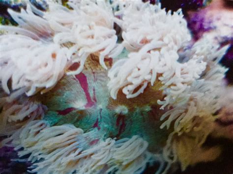 Elegance coral, growth rate? | Reef2Reef