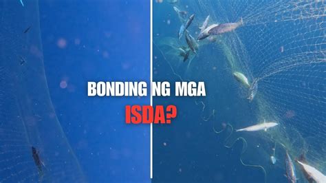 Grupo Ng Mga Isda Na Mangko Tulingan Huli Sa Lambat Kafishing Youtube