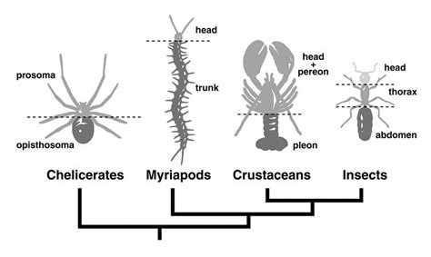 Arthropod Exoskeleton Diagram