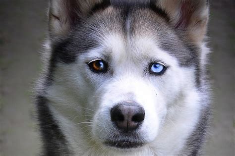 Todos Los Colores De Ojos Del Husky Siberiano ¡con Fotos