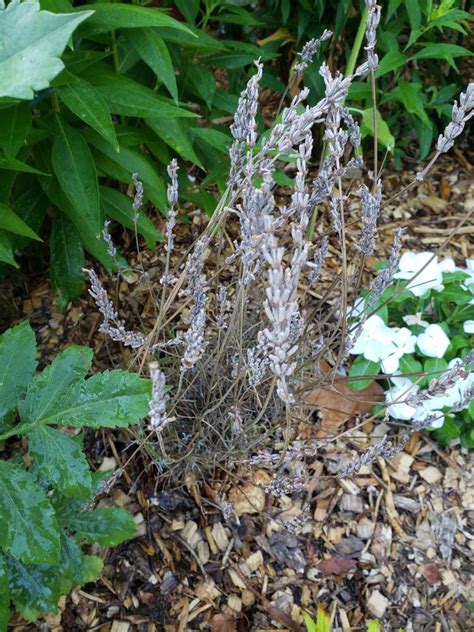 Phenomenal Lavenders For Sale