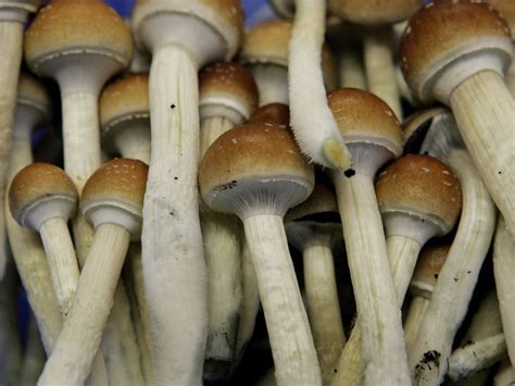 Ottawa Urged To Regulate Magic Mushrooms Toronto Sun