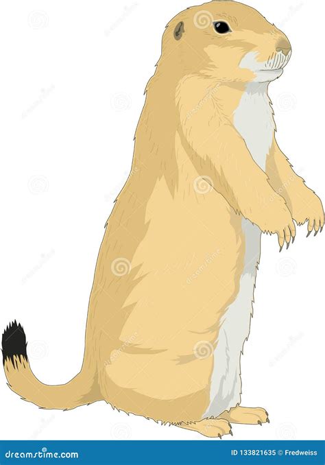 Prairie Dog Standing Illustration Stock Vector - Illustration of prairie, animal: 133821635