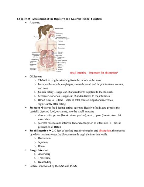 Chapter 38 Lecture Notes Chapter 38 Assessment Of The Digestive