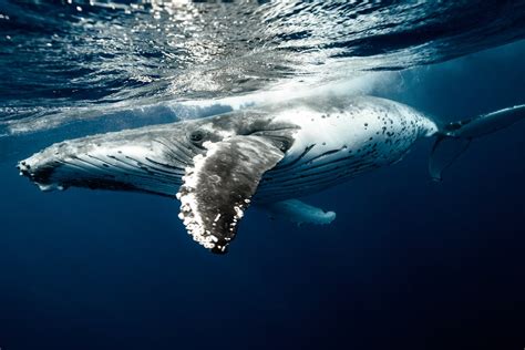 Humpback Whale Facts Their Habitat Diet Size And Much More