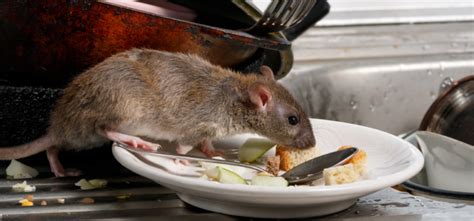 What Are The Signs Of A Rat Infestation In Barnsley Don Valley Pest