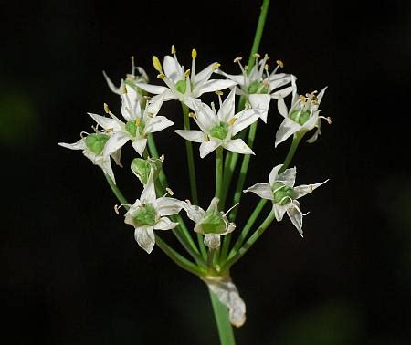 Allium Tuberosum Page