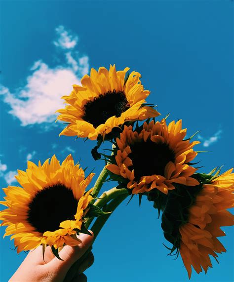 Aesthetic Sunflower Pictures