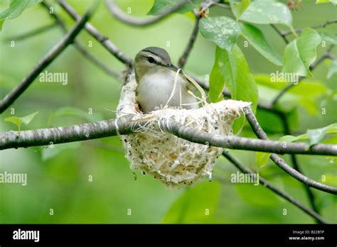 Red eyed Vireo Building Nest Stock Photo - Alamy